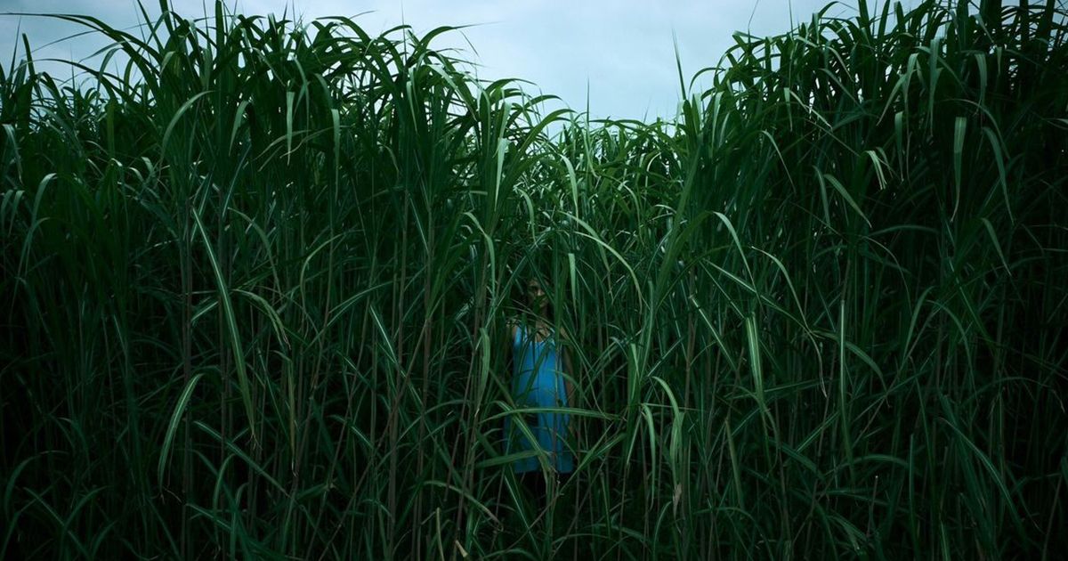 El drama de terror sobrenatural In the Tall Grass