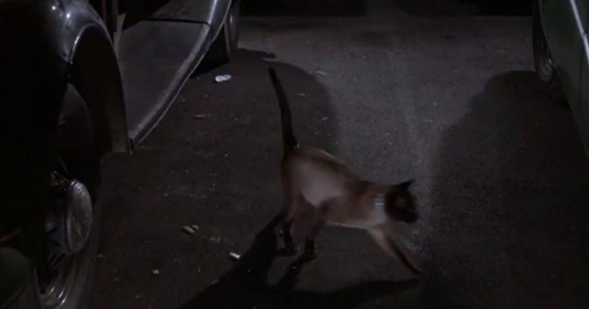 ¡Ese maldito gato! (1965)